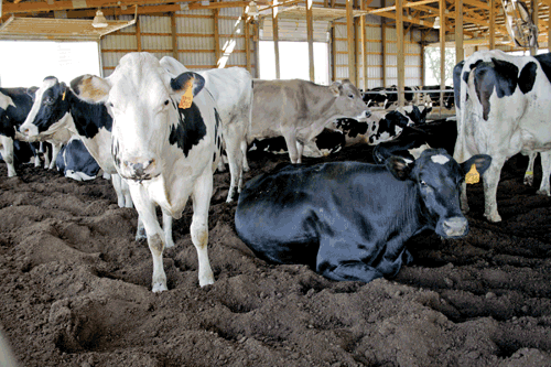 compost bedded pack barn