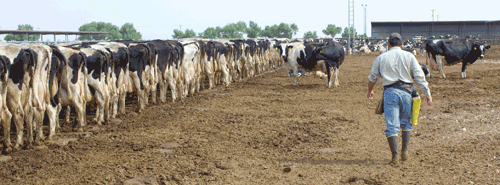 dry lot stockmanship