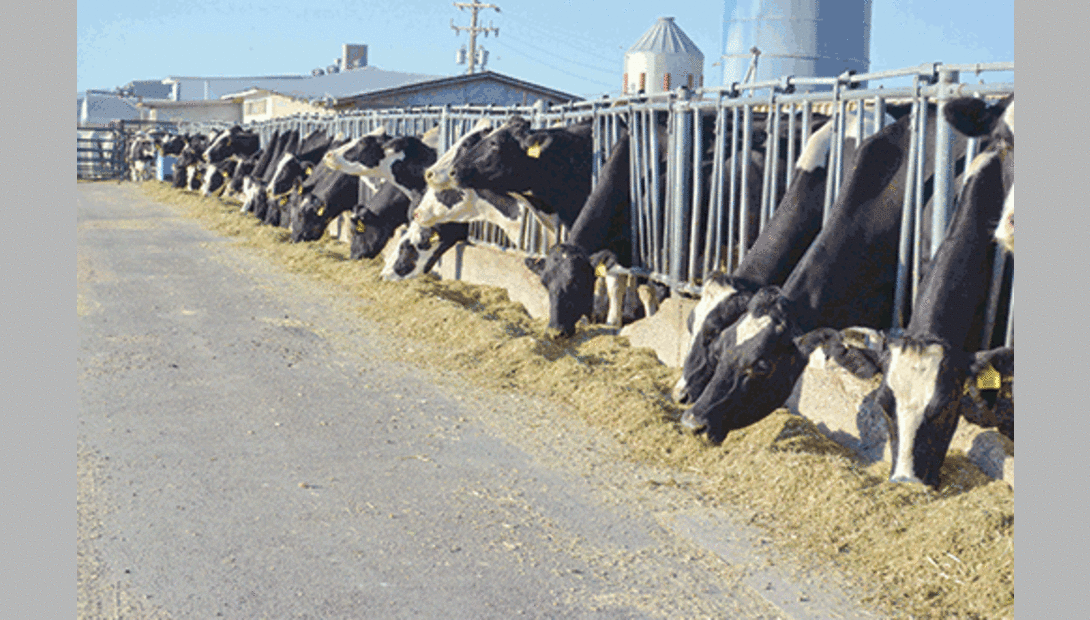 cows eating