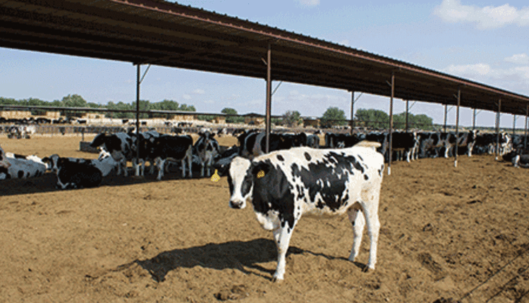 Holstein heifer in dry lot