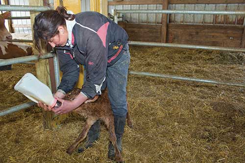 woman bottle feeding a Jersey calf