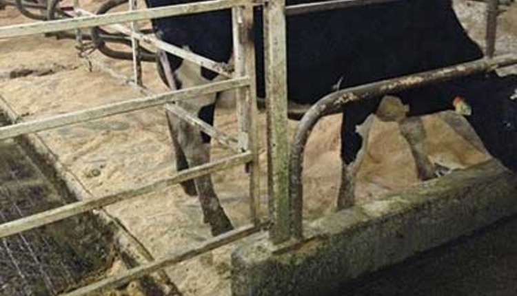 freestall gate