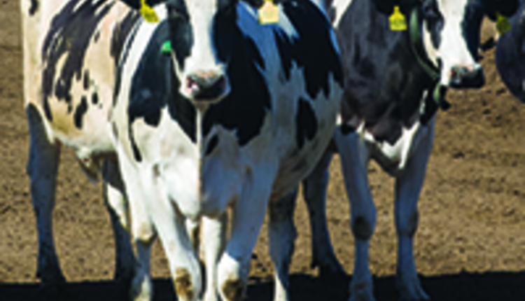 Holstein cows in dry lot