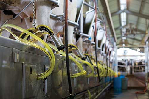 milking parlor