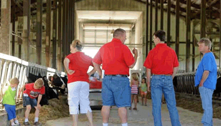 Accelerated Genetics summer meltdown in a free stall barn scene