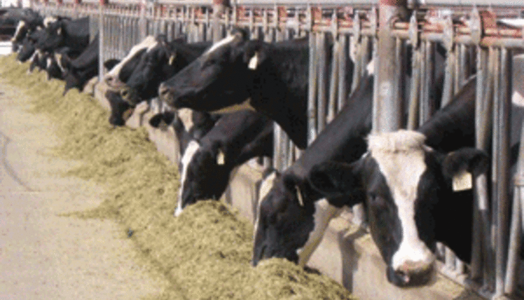 cows eating