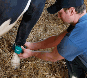 GEA CowScout on cow's front leg