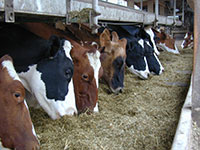 cattle feeding photo