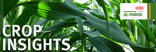 DuPont crop logo