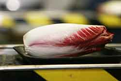 Endive 2 photo