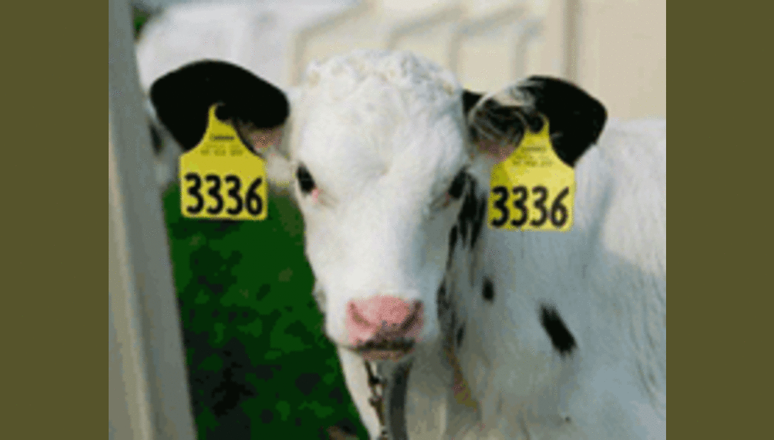 Holstein calf