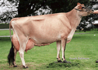 AJCA cow photo