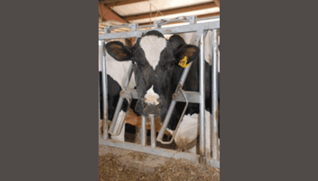 Holstein cow eating