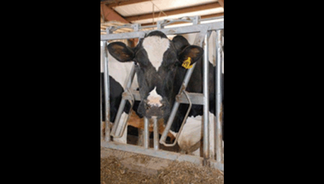 StratGEN cow photo