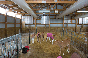 Calves in pen