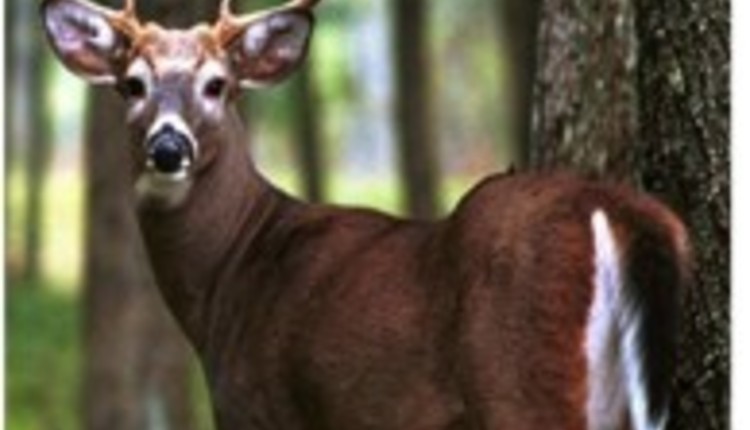 white-tailed deer