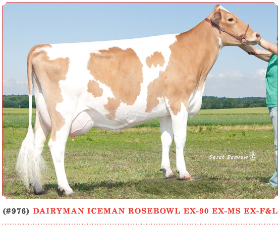 Dairyman Iceman Rosebowl