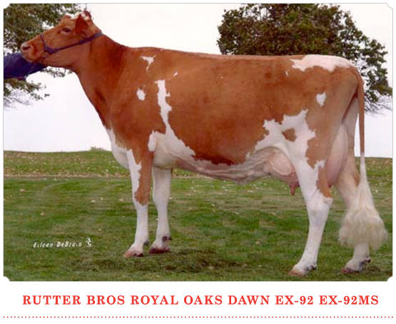 Rutter Bros Royal Oaks Dawn