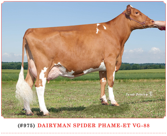 Dairyman Spider Phame