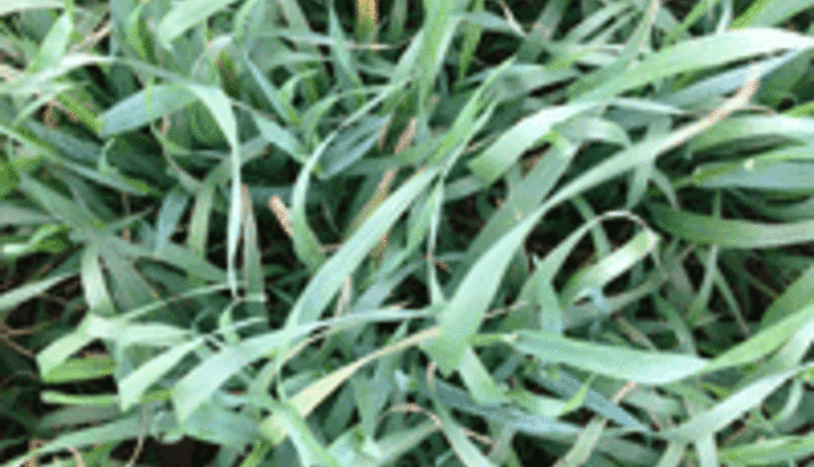 aster leaf hopper