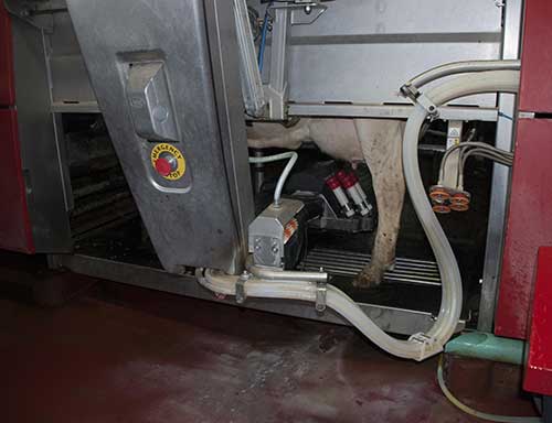 cow being milked by a robot