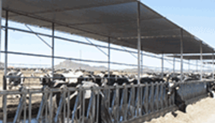 Cows eating under shaded feed manger