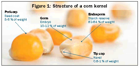 structure of a corn kernal