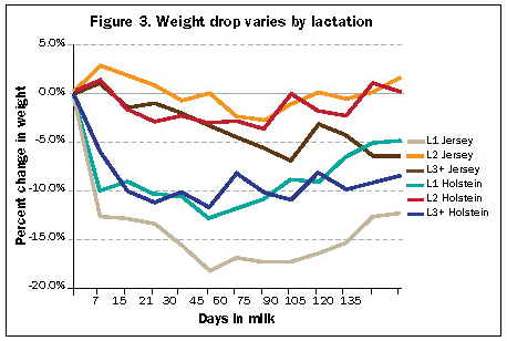 Weight drop varies by lactation