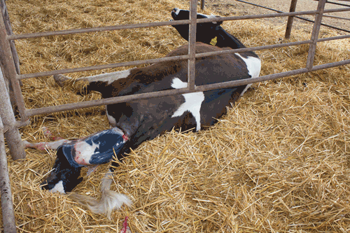 Cow giving birth to calf