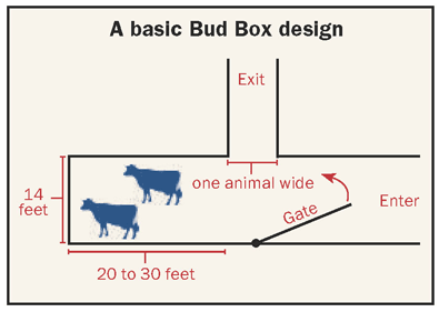 dairy cattle bud box