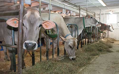 Brown Swiss cows eating in stanchion barn
