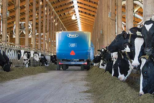 feeding dairy cows in freestall barn