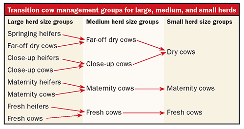 transition cow managment groups for large, medium and small herds