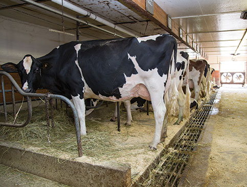 Holsteins in tie stall barn
