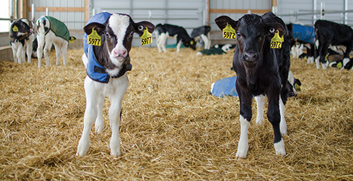 Holstein calves in group housing