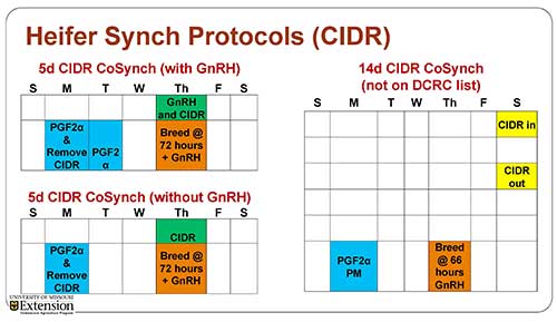 heifer synch protocols