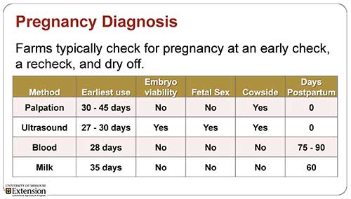 pregnancy diagnosis