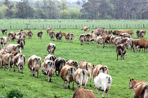 New Zealand dairy farm