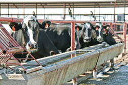 cows at trough