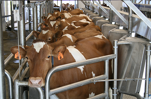 heifers in milking parlor
