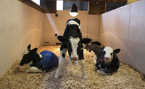 calves in heating box