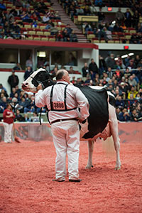 Grand Champion of the International Holstein Show at 2014 World Dairy Expo