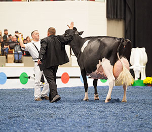 Holstein Grand Champion