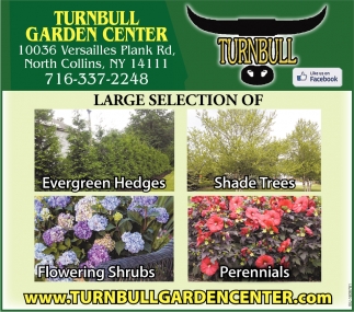 Large Selection Of Evergreen Hedges