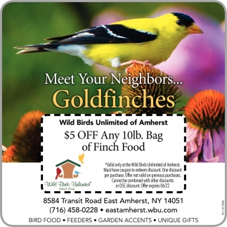 Meet Your Neighbors... Goldfinches