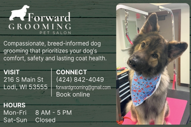 Prioritizing Your Dog's Comfort, Safety And Lasting Coat Health., Forward Grooming