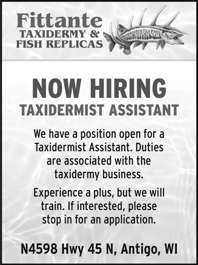 Taxidermist Assistant, Fittante Taxidermy & Fish Replicas, Antigo, WI