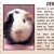 Pet of The Week Derrick