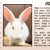 Pet of The Week Hoppi