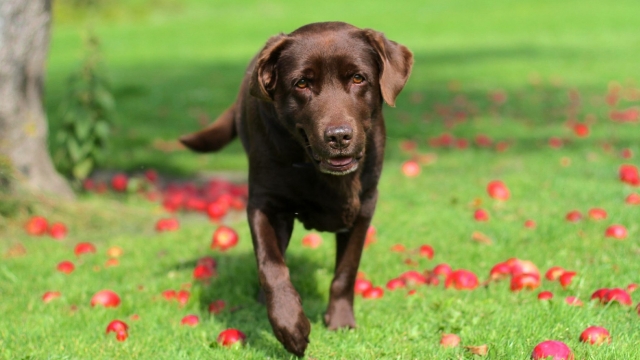 Your pup is our VIP guest and you are welcomed! 